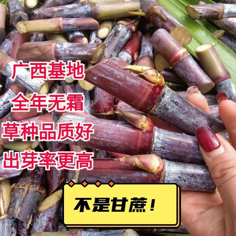 正宗巴西红象草紫色皇竹草种节高产耐寒猪牛羊鸡鸭鹅青储草料