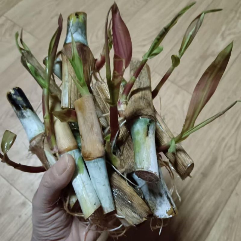 正宗巴西红象草紫色皇竹草种节高产耐寒猪牛羊鸡鸭鹅青储草料