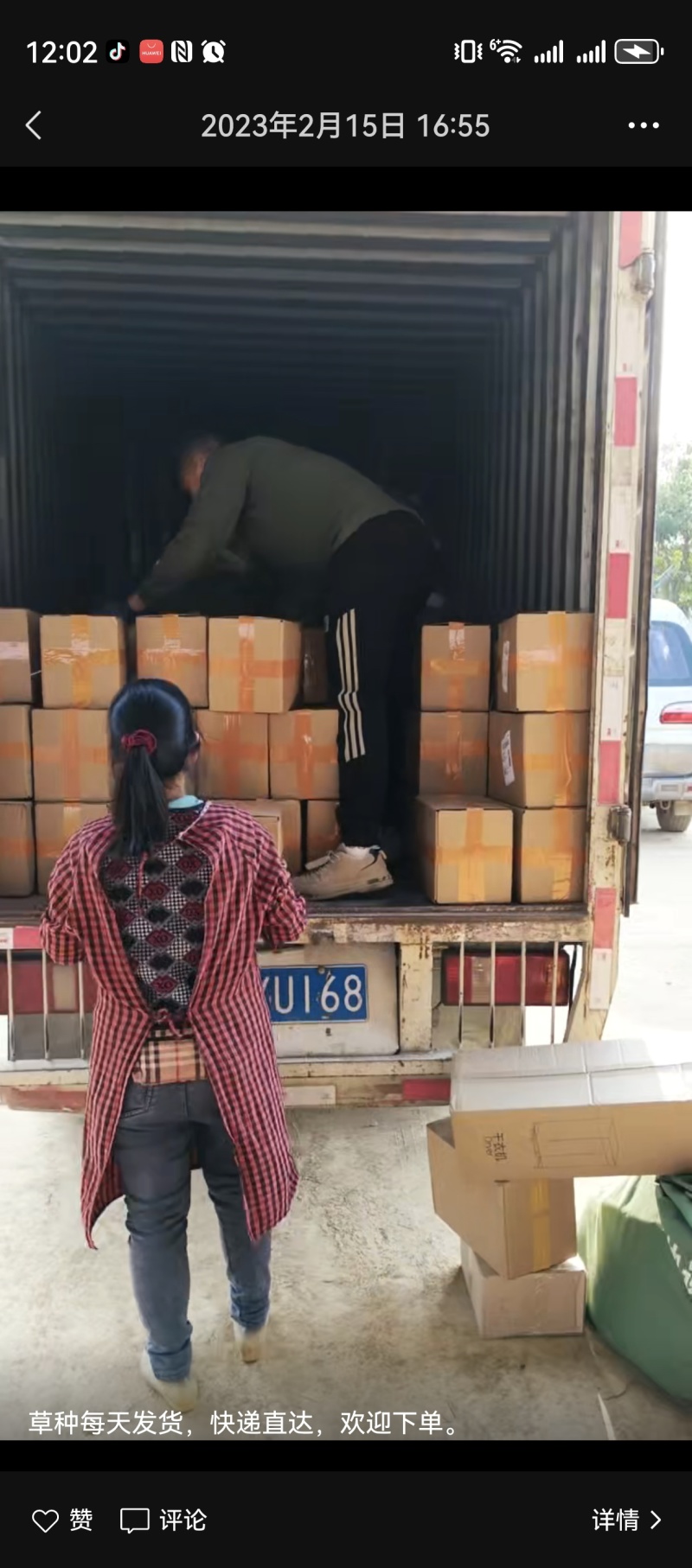 正宗巴西红象草紫色皇竹草种节高产耐寒猪牛羊鸡鸭鹅青储草料