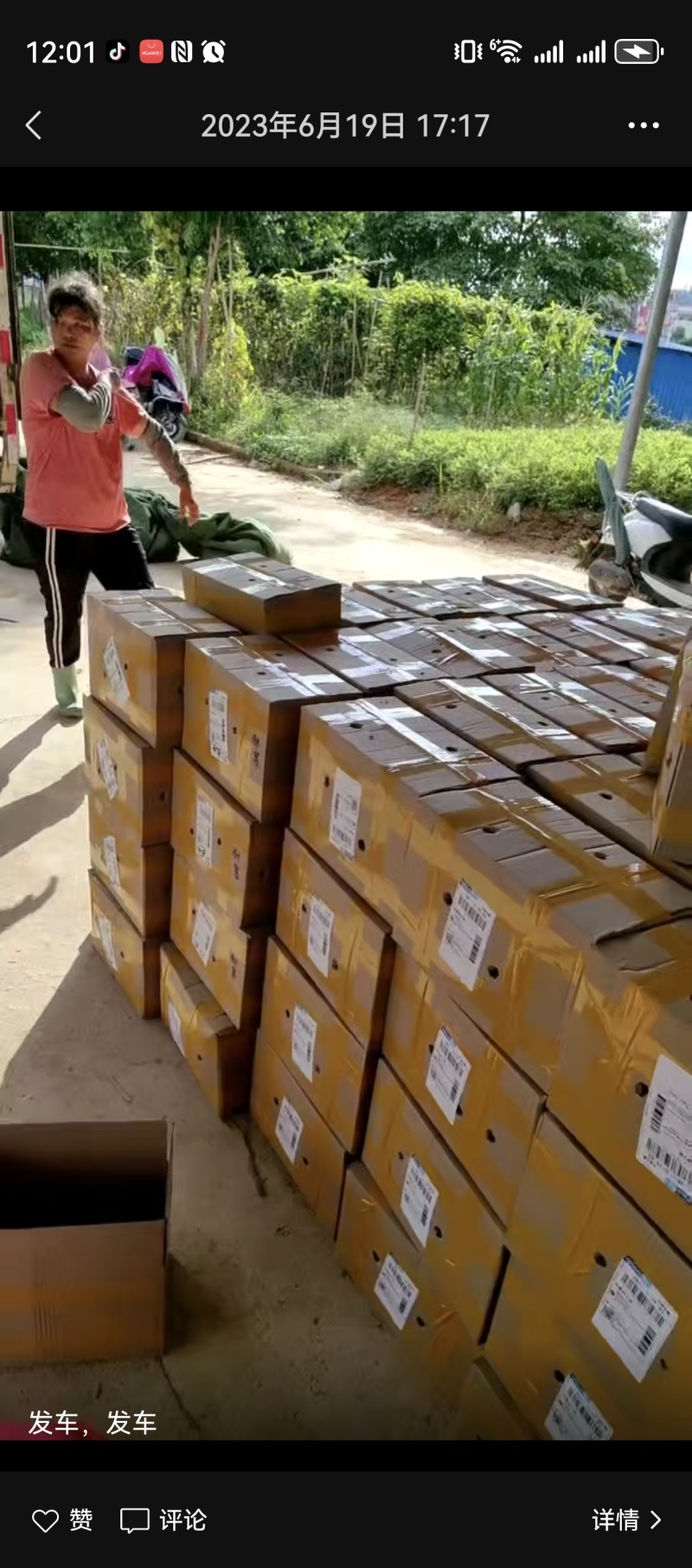 正宗巴西红象草紫色皇竹草种节高产耐寒猪牛羊鸡鸭鹅青储草料