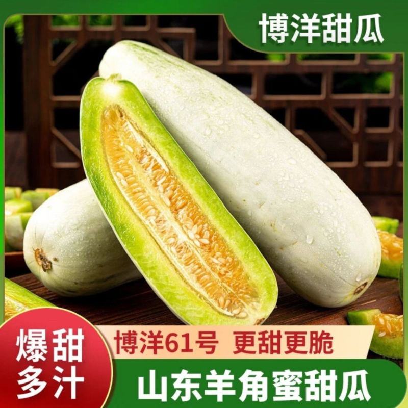 博洋61甜瓜大量供应精品甜瓜莘县产地大量一手货源