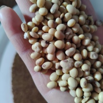 自家种的老品种黄豆有需要的老板联系***********