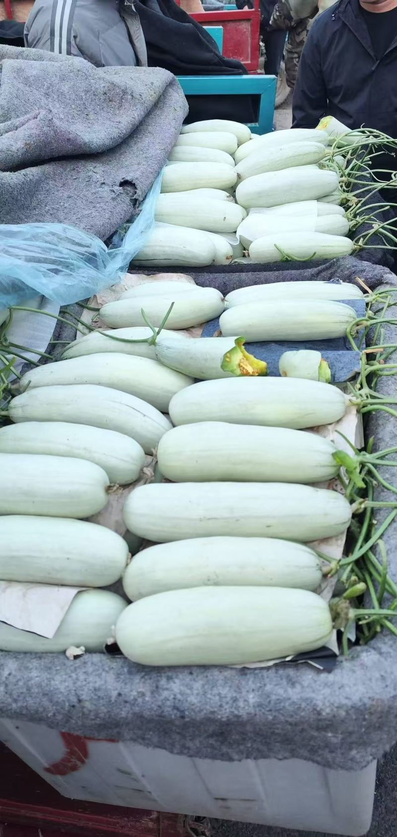 博洋61甜瓜大量供应精品甜瓜莘县产地大量一手货源