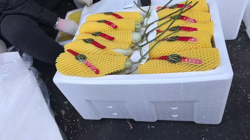 博洋61甜瓜大量供应精品甜瓜莘县产地大量一手货源