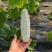 博洋61甜瓜大量供应精品甜瓜莘县产地大量一手货源