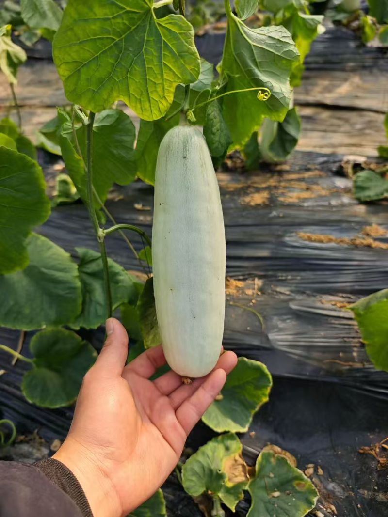 博洋61甜瓜大量供应精品甜瓜莘县产地大量一手货源