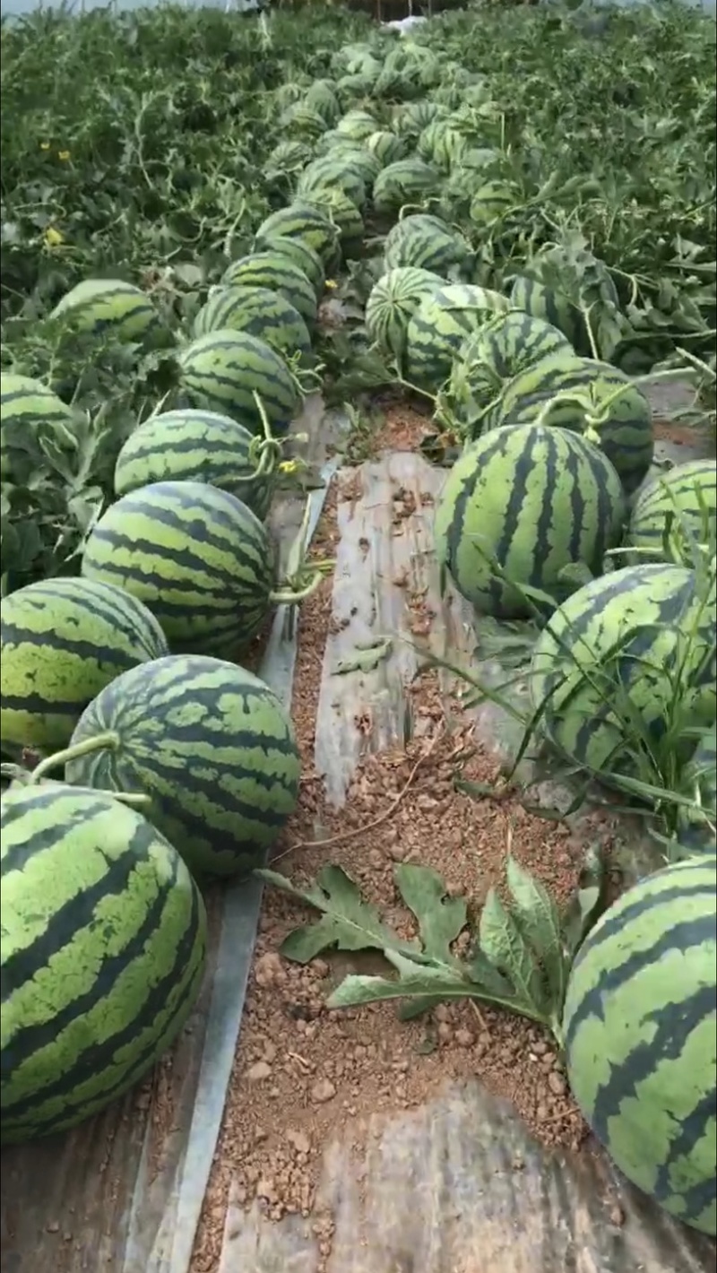 宁夏麒麟西瓜产地大量供应，品质保证，产地一条龙服务