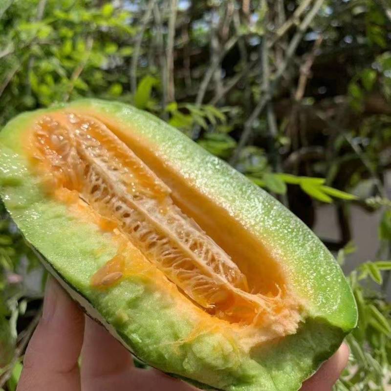 博洋九号博洋9号甜瓜大量供应可视频看货欢迎来电采购洽