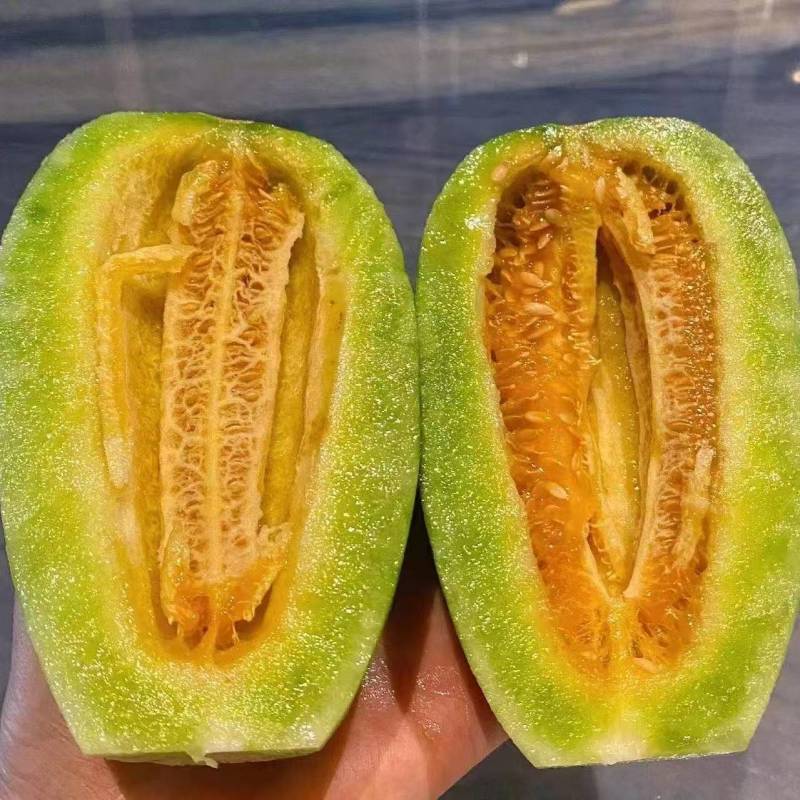 博洋九号博洋9号甜瓜大量供应可视频看货欢迎来电采购洽