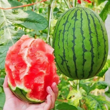 小糖丸西瓜手撕小西瓜冰糖子网红小糖丸2k大量供应可视