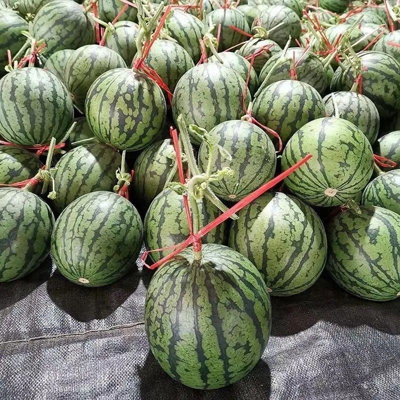 小糖丸西瓜手撕小西瓜冰糖子网红小糖丸2k大量供应可视