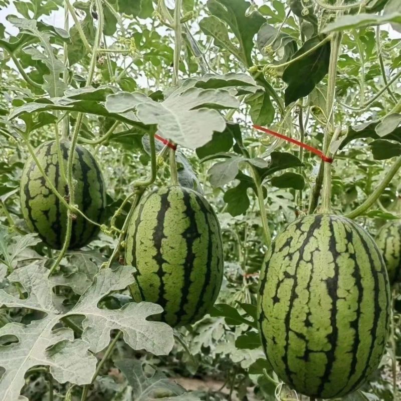 小糖丸西瓜手撕小西瓜冰糖子网红小糖丸2k大量供应可视