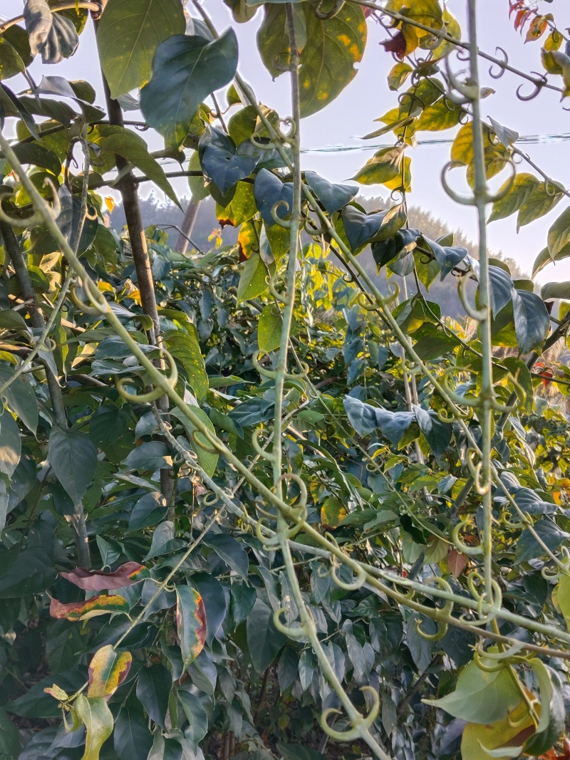 优质大叶双钩藤苗，谁种谁丰收欢迎来电咨询