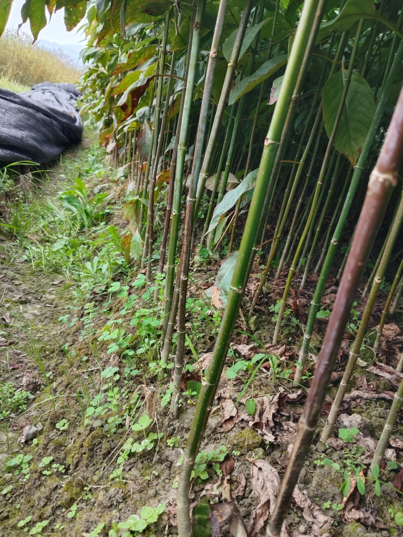 优质大叶双钩藤苗，谁种谁丰收欢迎来电咨询