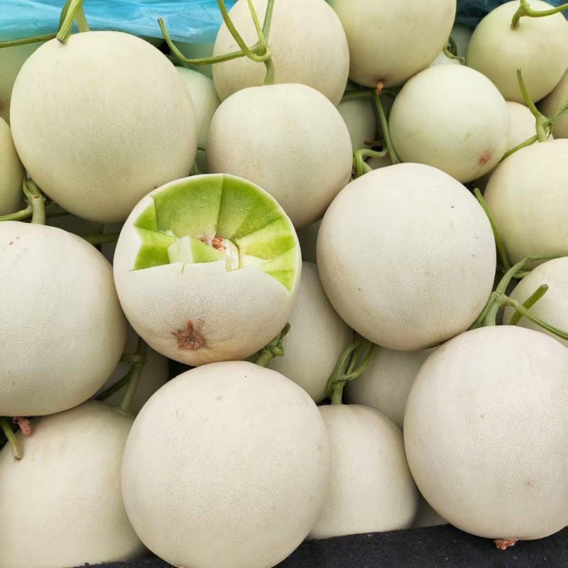 玉菇甜瓜香瓜厚皮精品甜瓜大量供应可视频看货欢迎来