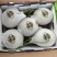 玉菇甜瓜香瓜厚皮精品甜瓜大量供应可视频看货欢迎来