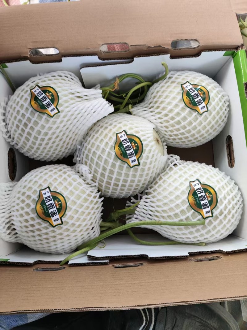 玉菇甜瓜香瓜厚皮精品甜瓜大量供应可视频看货欢迎来