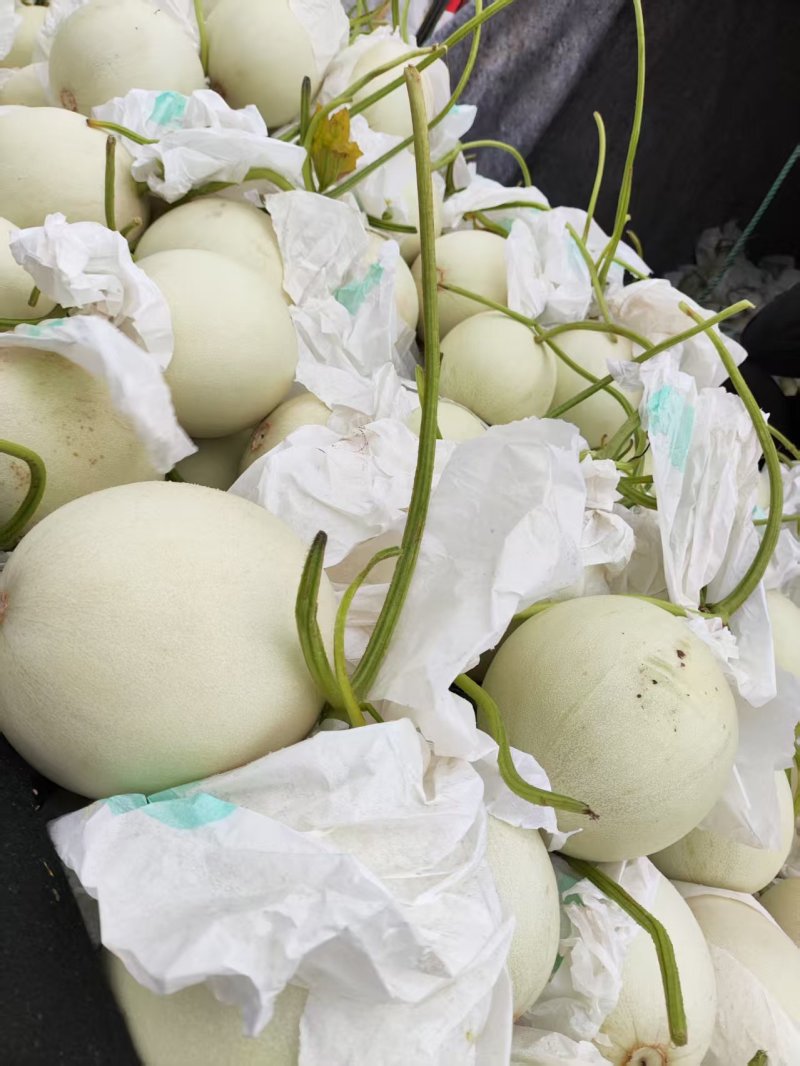 玉菇甜瓜香瓜厚皮精品甜瓜大量供应可视频看货欢迎来