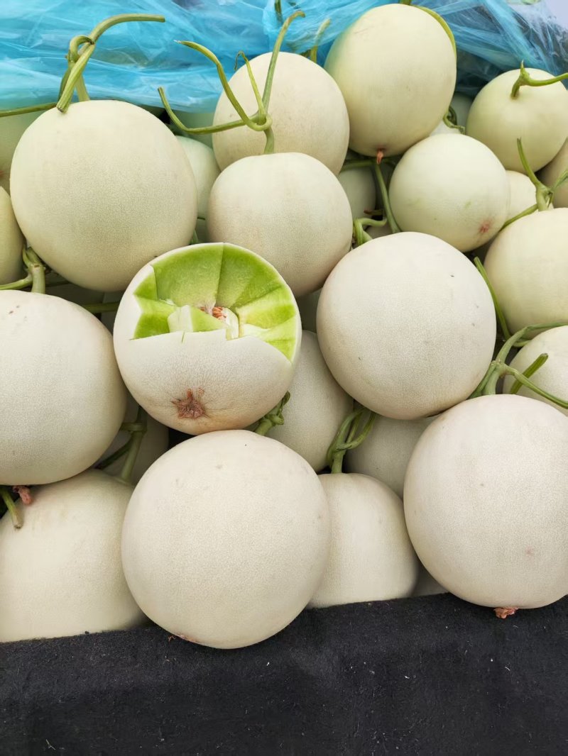 玉菇甜瓜香瓜厚皮精品甜瓜大量供应可视频看货欢迎来