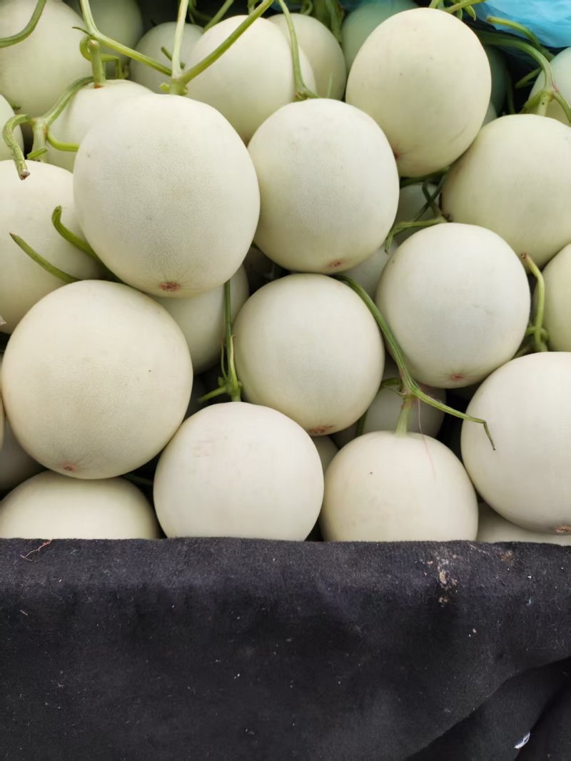 玉菇甜瓜香瓜厚皮精品甜瓜大量供应可视频看货欢迎来