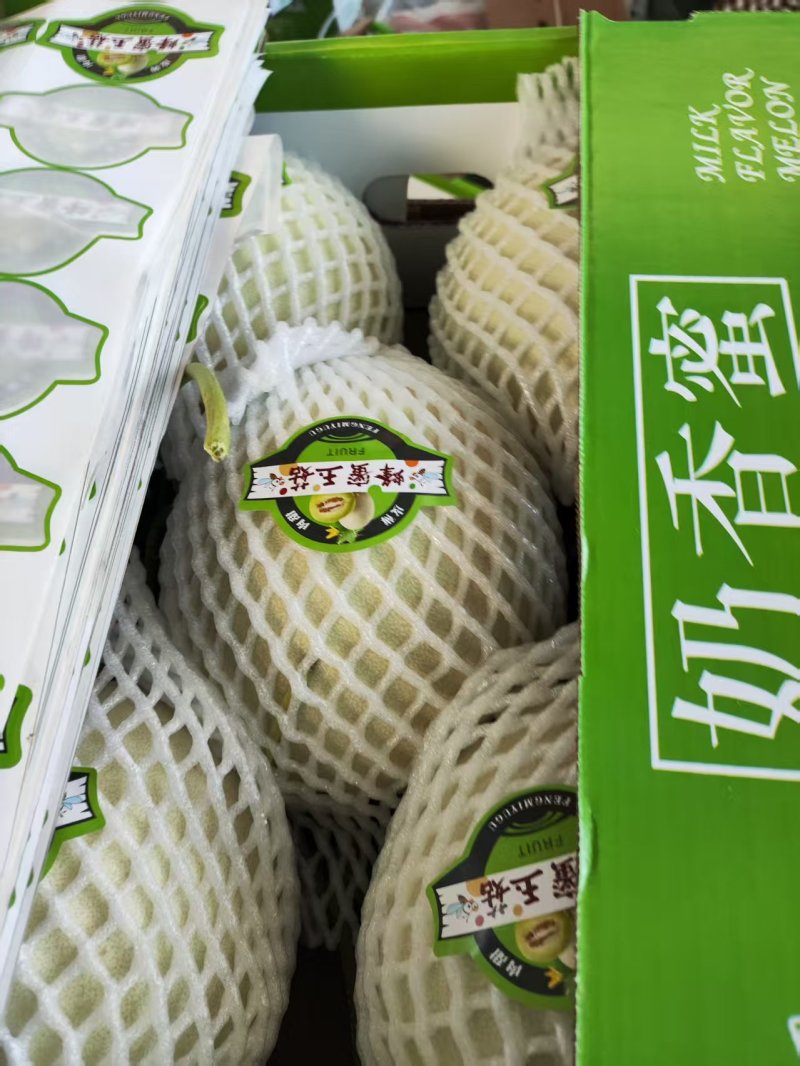玉菇甜瓜香瓜厚皮精品甜瓜大量供应可视频看货欢迎来