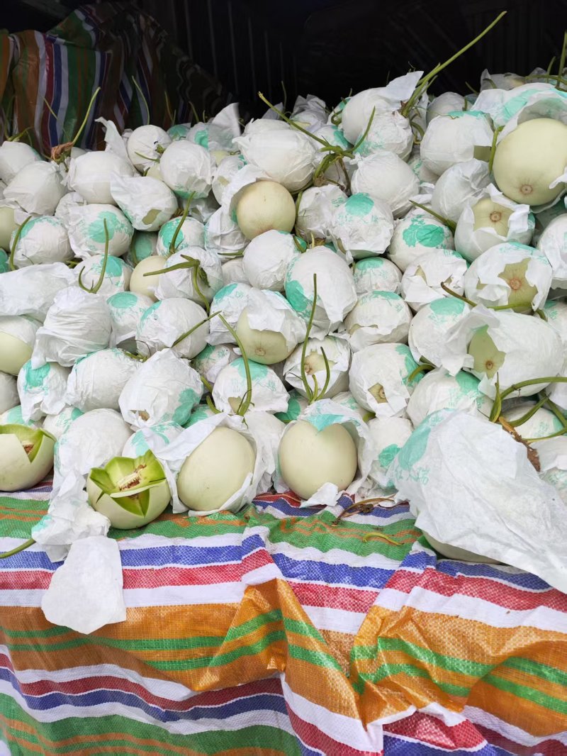 玉菇甜瓜香瓜厚皮精品甜瓜大量供应可视频看货欢迎来