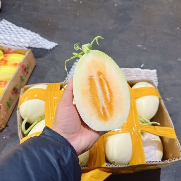 红金蜜甜瓜东方一号甜瓜大量供应厚皮甜瓜欢迎来电采购
