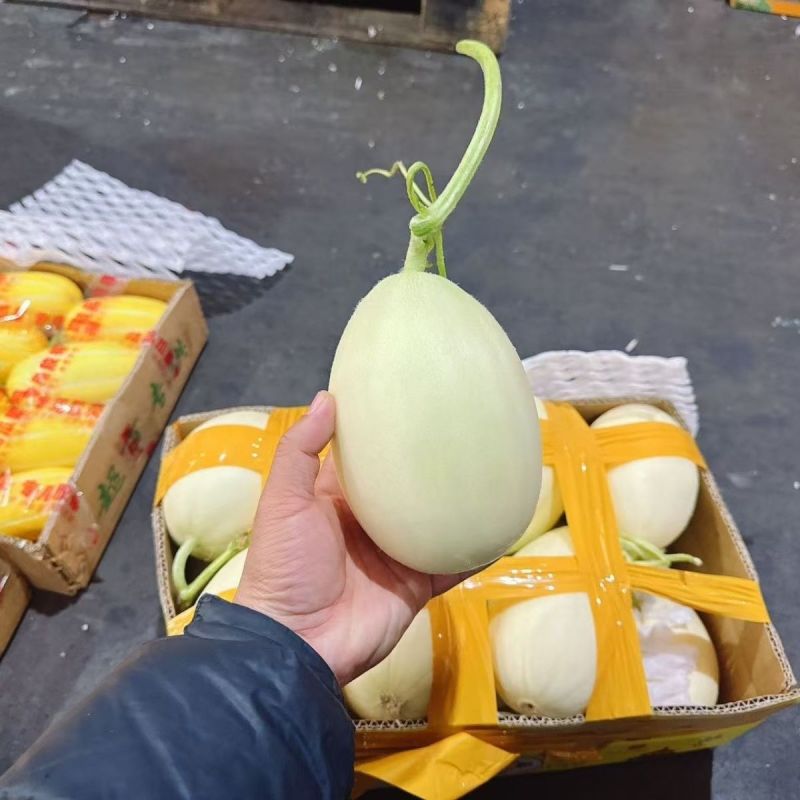红金蜜甜瓜东方一号甜瓜大量供应厚皮甜瓜欢迎来电采购