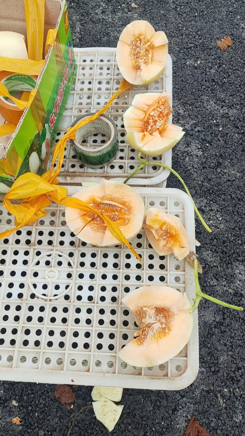 红金蜜甜瓜东方一号甜瓜大量供应厚皮甜瓜欢迎来电采购