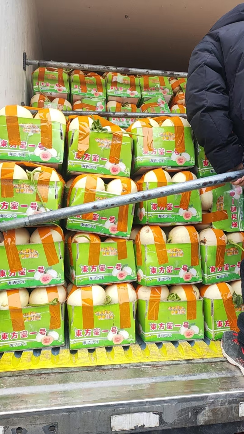 红金蜜甜瓜东方一号甜瓜大量供应厚皮甜瓜欢迎来电采购