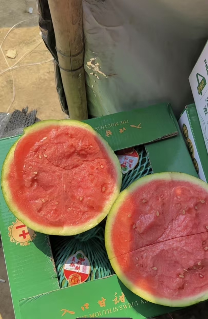云南省盈江县麒麟美都，无籽