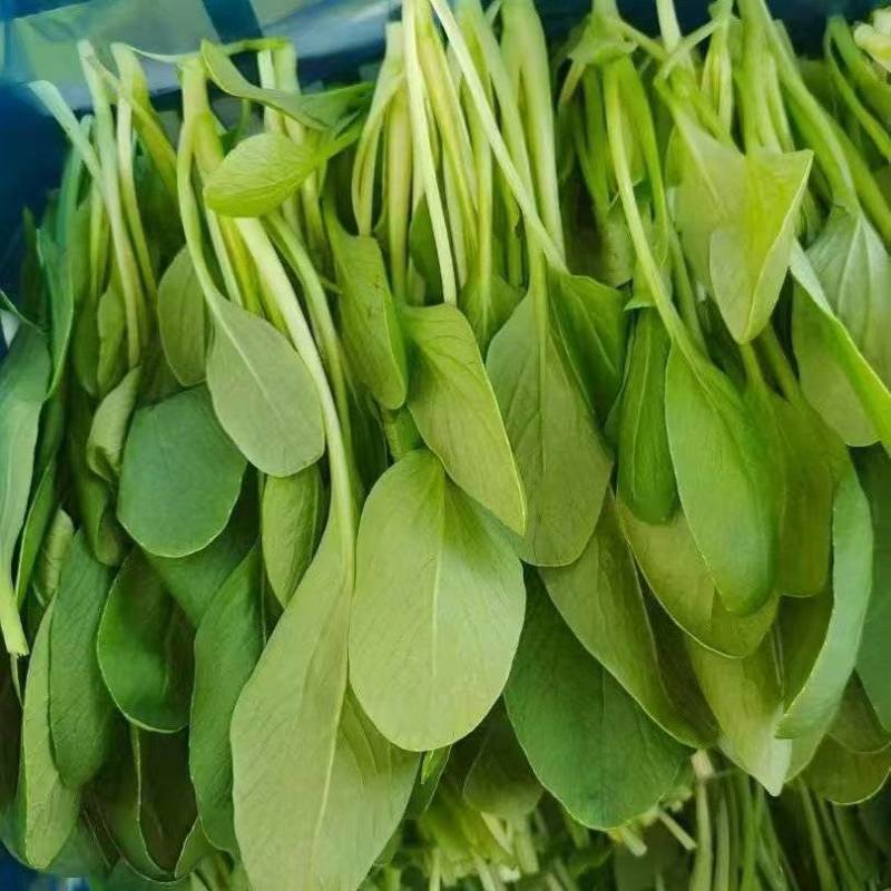 鸡毛菜【诚信经营】支持视频看货，可发往全国市场！