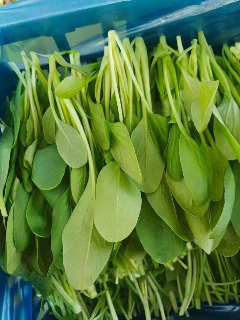 鸡毛菜【诚信经营】支持视频看货，可发往全国市场！