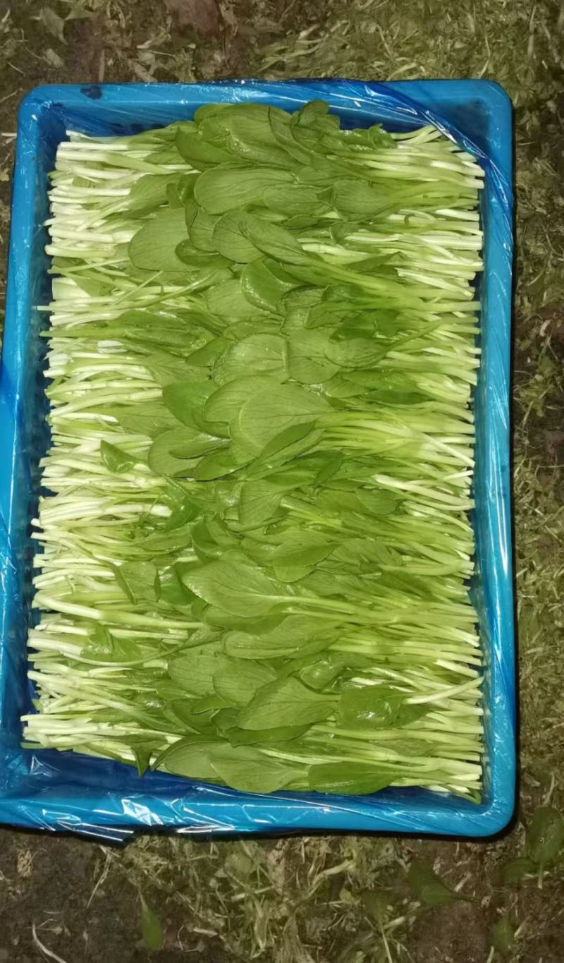 鸡毛菜【诚信经营】支持视频看货，可发往全国市场！