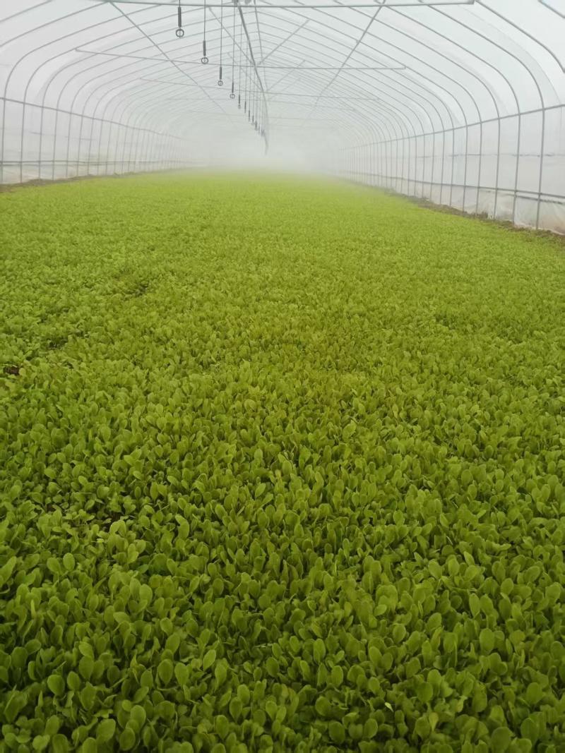 鸡毛菜【诚信经营】支持视频看货，可发往全国市场！