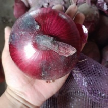 紫皮洋葱黄皮红皮挑选市场食堂加工厂电商平台赶大集大个