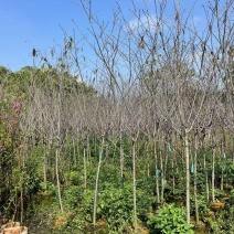 广州樱3至5分，大量出量