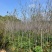 广州樱3至5分，大量出量