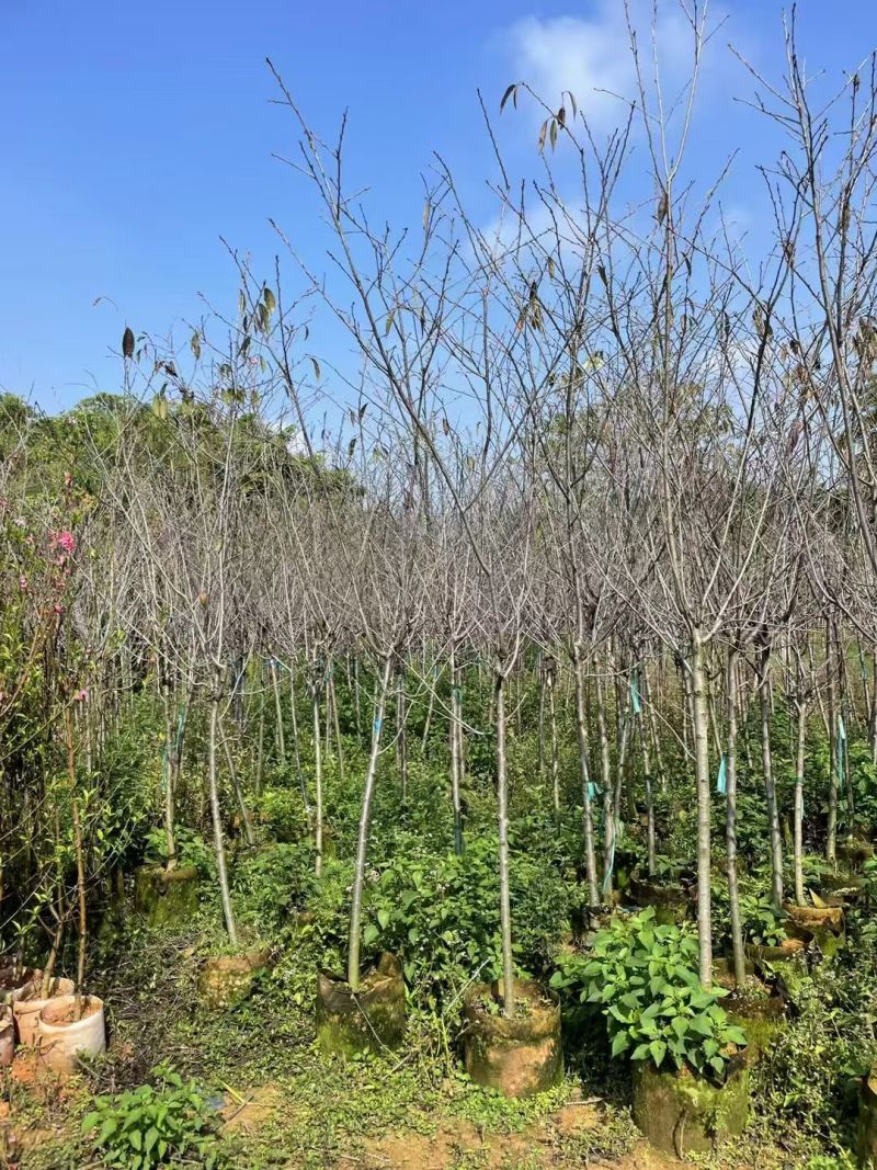 广州樱3至5分，大量出量