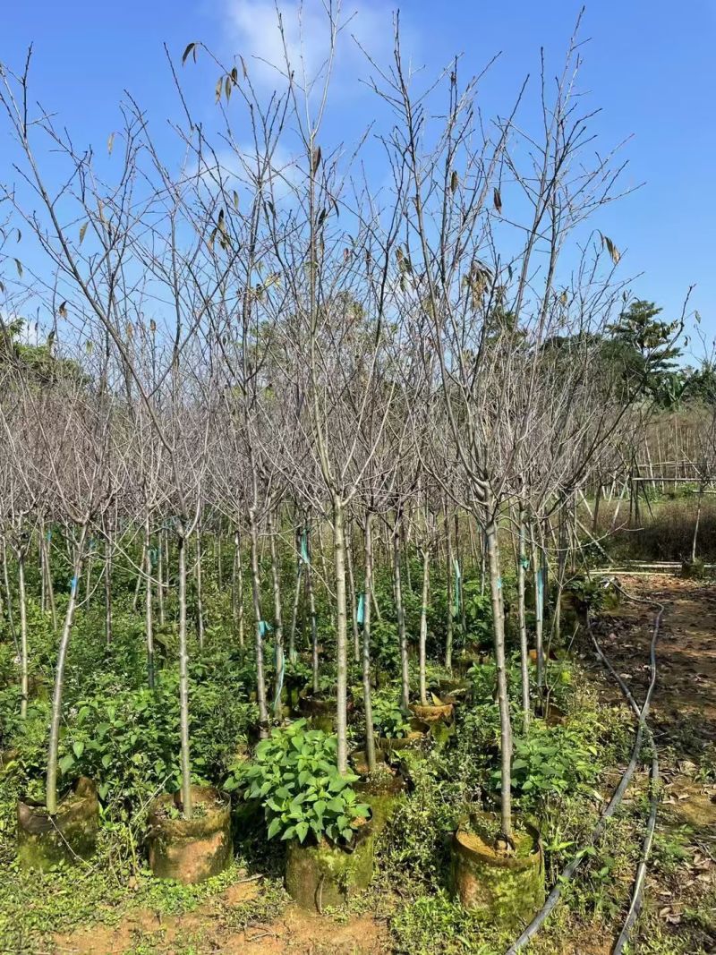 广州樱3至5分，大量出量