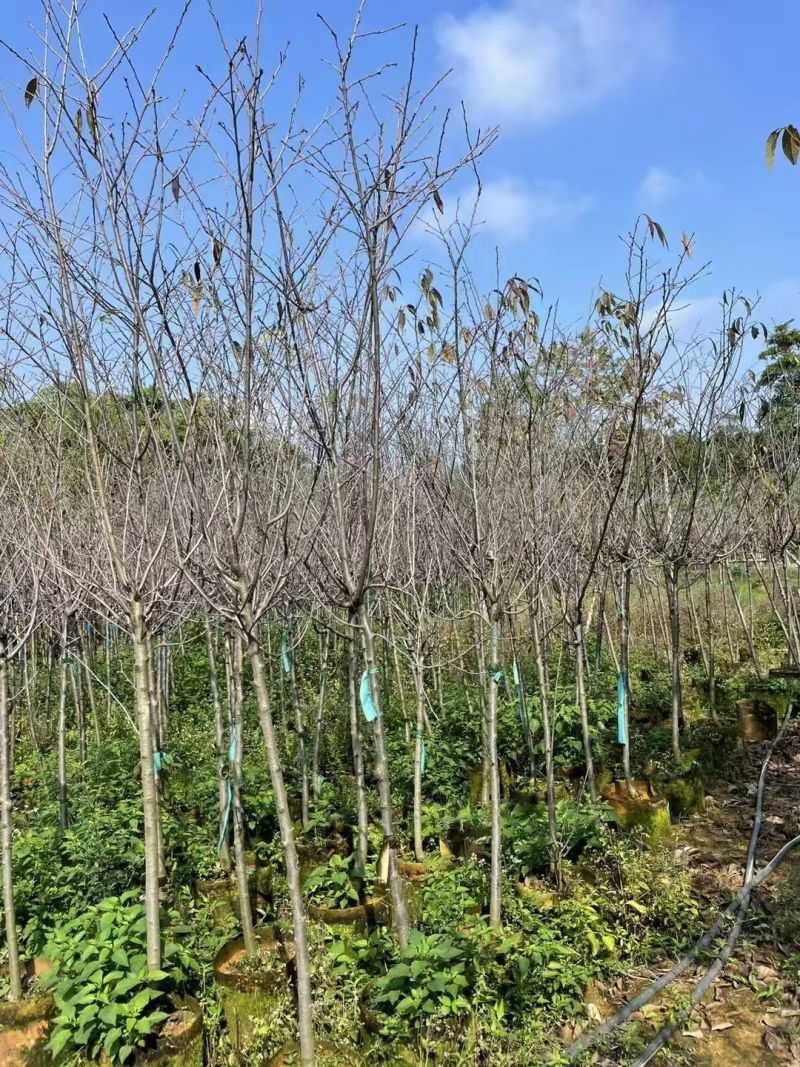 广州樱3至5分，大量出量