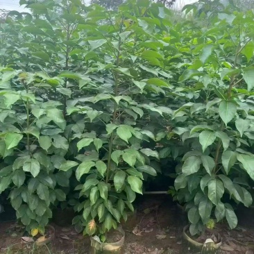 秋枫原生苗2-4分，大量出售