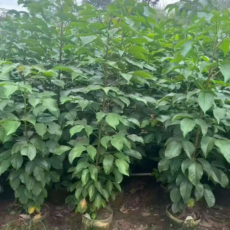 秋枫原生苗2-4分，大量出售