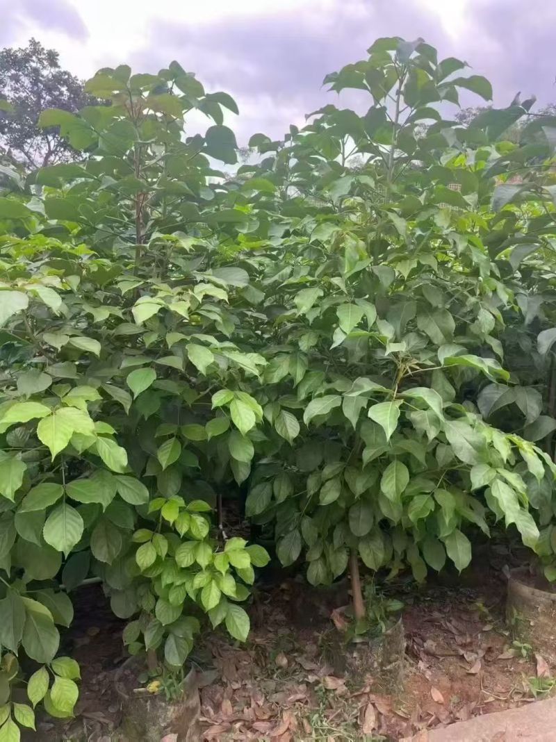 秋枫原生苗2-4分，大量出售