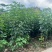 秋枫原生苗2-4分，大量出售