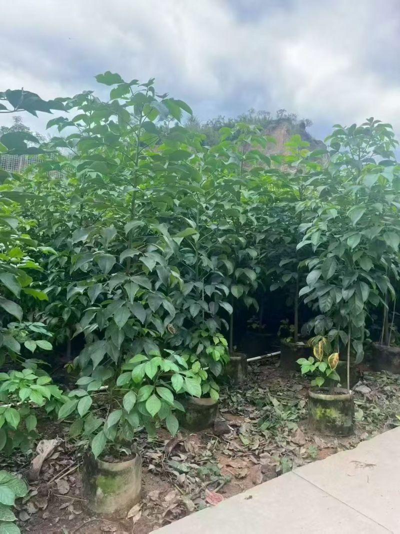 秋枫原生苗2-4分，大量出售