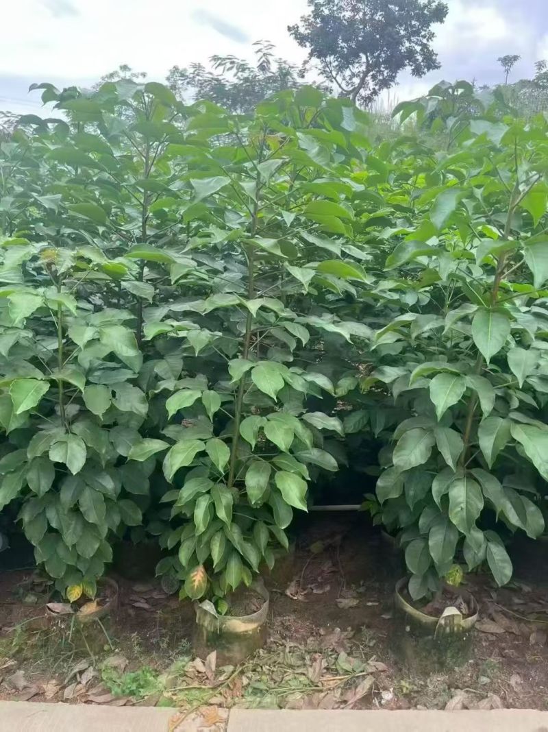 秋枫原生苗2-4分，大量出售