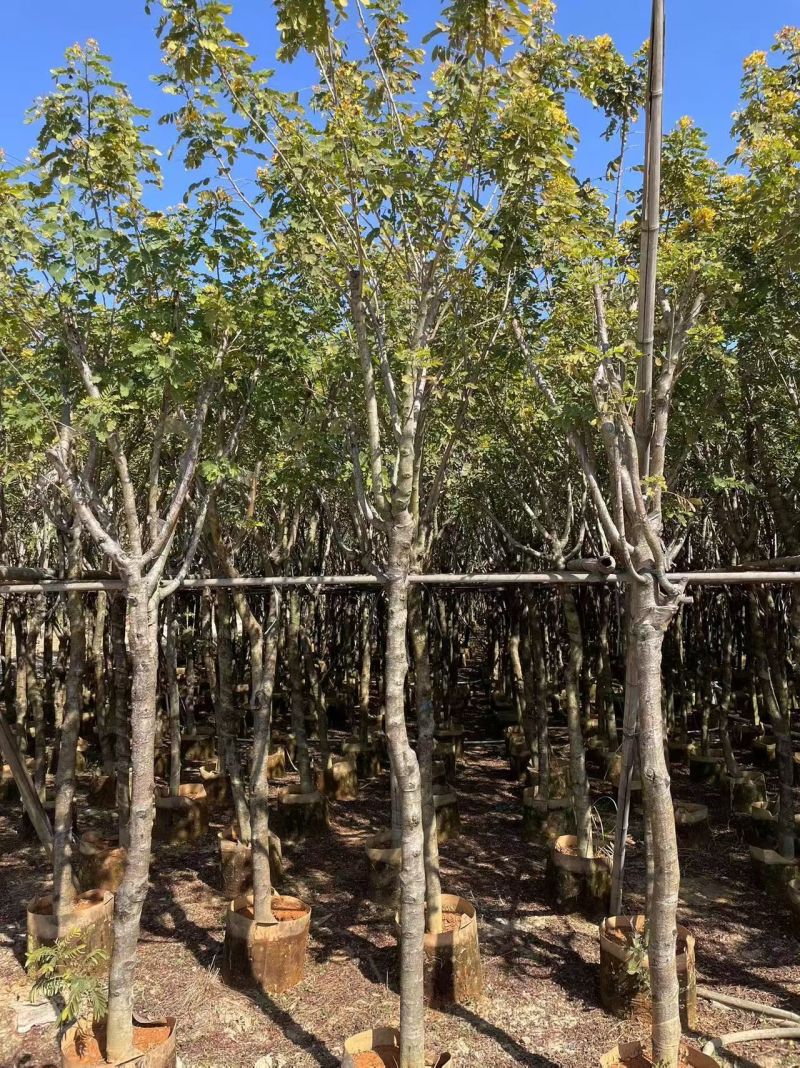 黄槐3-10分大量出售