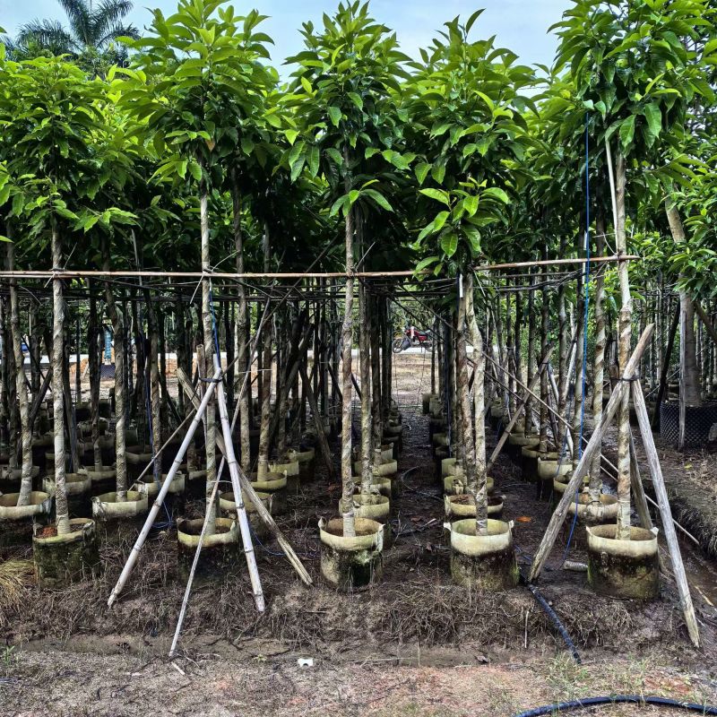 3-8分白玉兰大量出售