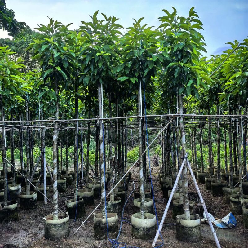 3-8分白玉兰大量出售